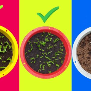 7 FATAL MISTAKES: Why Seeds Not Germinating or Sprouting?