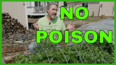 7 Organic Ways to Control Garden Pests
