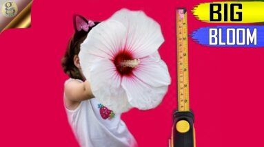 8 SECRETS TO GET BIG SIZED FLOWERS IN HIBISCUS WITH CARE TIPS