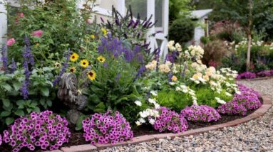 A Mid-Summer Garden Tour