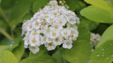 A New Plant for the Moon Garden--Glow Girl Spirea!