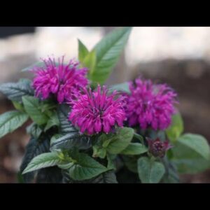 A Pollinator Garden Must Have--'Leading Lady Plum' Bee Balm