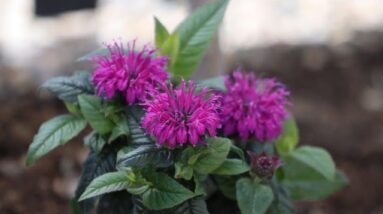 A Pollinator Garden Must Have--'Leading Lady Plum' Bee Balm