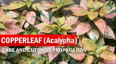 COPPERLEAF Plant Care - Acalypha wilkesiana | How to grow Khalifa Plant from Cuttings - in English