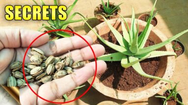 ALOE VERA PLANTS SECRETS, CARE TIPS, Do’s & Don’ts | Automatic Propagation