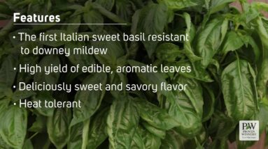 Amazel Basil from Proven Winners