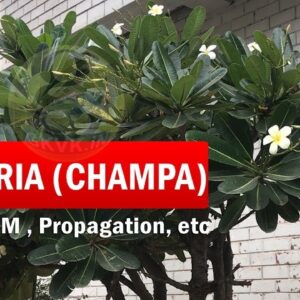 How to Grow Champa Tree - Plumeria from Cuttings | Adenium vs Plumeria Plant Differences