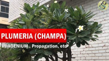 How to Grow Champa Tree - Plumeria from Cuttings | Adenium vs Plumeria Plant Differences