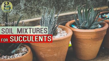POTTING MIX FOR SUCCULENTS AND CACTI | DIY Soil Mixture for Succulents Indoor, Outdoor Universal Mix