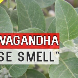 ASHWAGANDHA PLANT care and Health Benefits | Uses of AshwaGandha in Ayurvedic Medicine