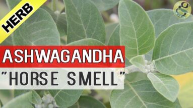 ASHWAGANDHA PLANT care and Health Benefits | Uses of AshwaGandha in Ayurvedic Medicine