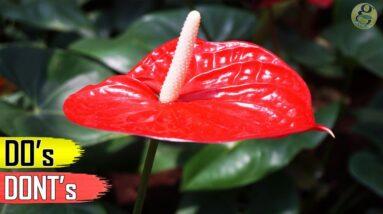 ANTHURIUM PLANT CARE TIPS – INDOOR FLOWERING PLANT