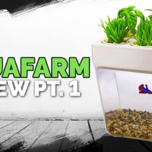 Aquafarm Review Pt. 1