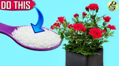 GARDEN SECRETS TO GET 500% MORE FLOWERS | 10 Surefire Ways to Boost Blooms