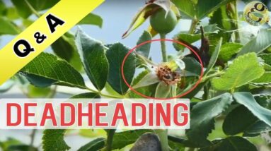 Deadheading in Gardening | What is the meaning of Deadheading Roses| Flowering Plant Care