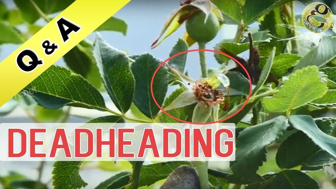 Deadheading In Gardening What Is The Meaning Of Deadheading Roses Flowering Plant Care