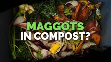 Are Maggots in Your Compost Good or Bad?
