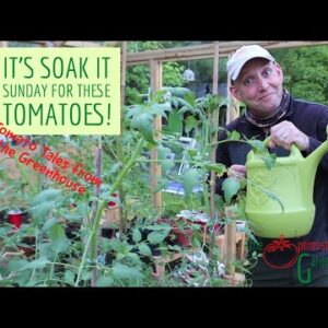 Tomato Tales from the Greenhouse - The Optimistic Gardener Veg Video Shorts