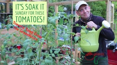 Tomato Tales from the Greenhouse - The Optimistic Gardener Veg Video Shorts