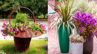 Beautiful Decorative Plants & Pots ideas  for Home