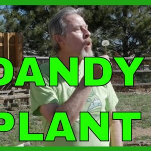 Benefits of Dandelions in the Garden