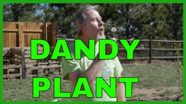 Benefits of Dandelions in the Garden