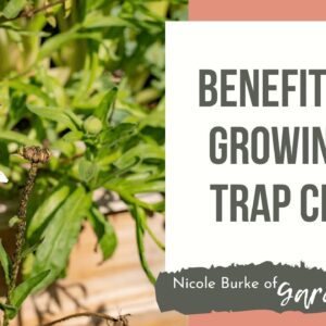 Benefits of Growing a Trap Crop