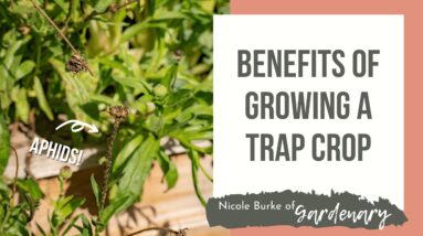 Benefits of Growing a Trap Crop