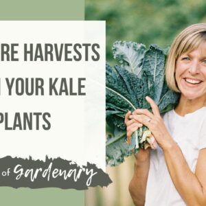 Big Kale Harvests-How to Get More from Your Organic Plants