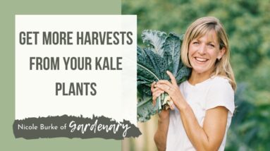 Big Kale Harvests-How to Get More from Your Organic Plants