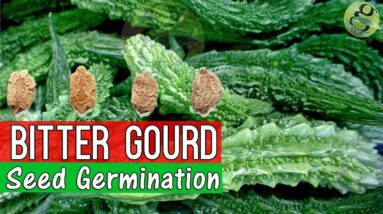 How to Grow Bitter Gourd from Seed Germination | Garden Tips in English | Bitter Melon