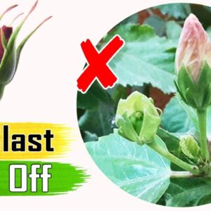 BUD BLAST: Premature Bud Drop off | Blossom Drop - Flower Buds dropping off