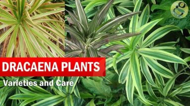 Dragon Trees - Dracaena Plant Species - Varieties, Care of Dracena trees in General - English