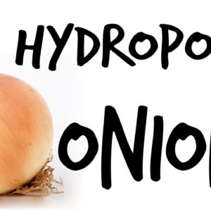 Can You Grow Hydroponic Onions?