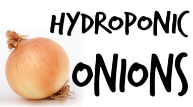 Can You Grow Hydroponic Onions?