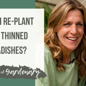 Can You Re-Plant Thinned Radishes?