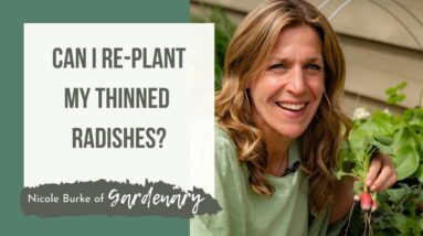 Can You Re-Plant Thinned Radishes?