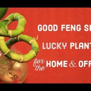 Good Luck - Lucky Plants for your Home and Office Garden - Indoor and Outdoor Fengshui
