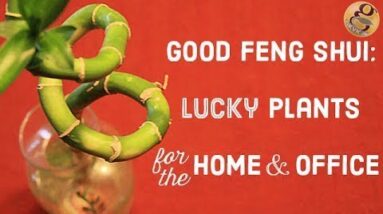 Good Luck - Lucky Plants for your Home and Office Garden - Indoor and Outdoor Fengshui