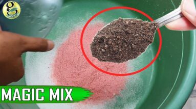 Cocktail Fertilizer Powder DIY: All in one Booster for Plant Growth
