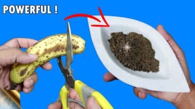 CORRECT METHOD TO MAKE BANANA PEEL FERTILIZER AND TEA TO BOOST BLOOMS