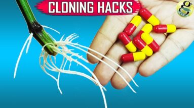 SECRET TIPS TO CLONING PLANTS IN WATER: 10 EASY GARDENING IDEAS AND HACKS