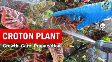 How to Grow Croton Plant | Croton plant care | Codiaeum variegatum Botany, Growth Care Video English
