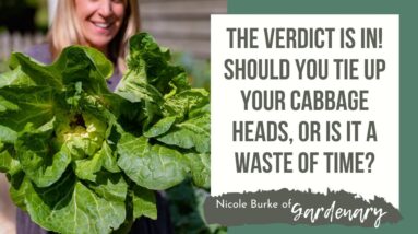 The Verdict Is In! Should You Tie Up Your Cabbage Heads, or Is It a Waste of Time?