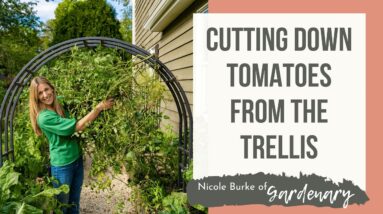 Cutting Down Tomatoes from the Trellis