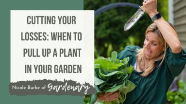 Cutting Your Losses: When to Pull Up a Plant in Your Garden