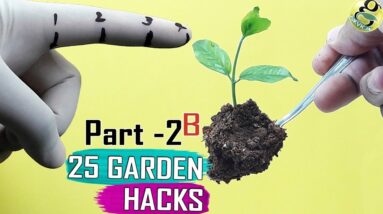 SEED HACKS  PART 2: Seeds & Seedlings Garden Hacks Compilation by Garden Tips