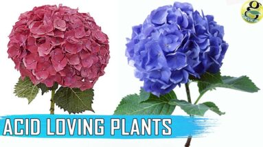 ACID LOVING PLANTS: List of Plants | How to make Soil Acidic | Soil PH Testing