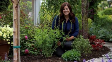 Decadence Dark Chocolate Baptisia...and a garden tour!