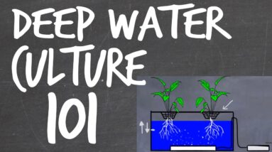Deep Water Culture (DWC) Hydroponics System Tutorial